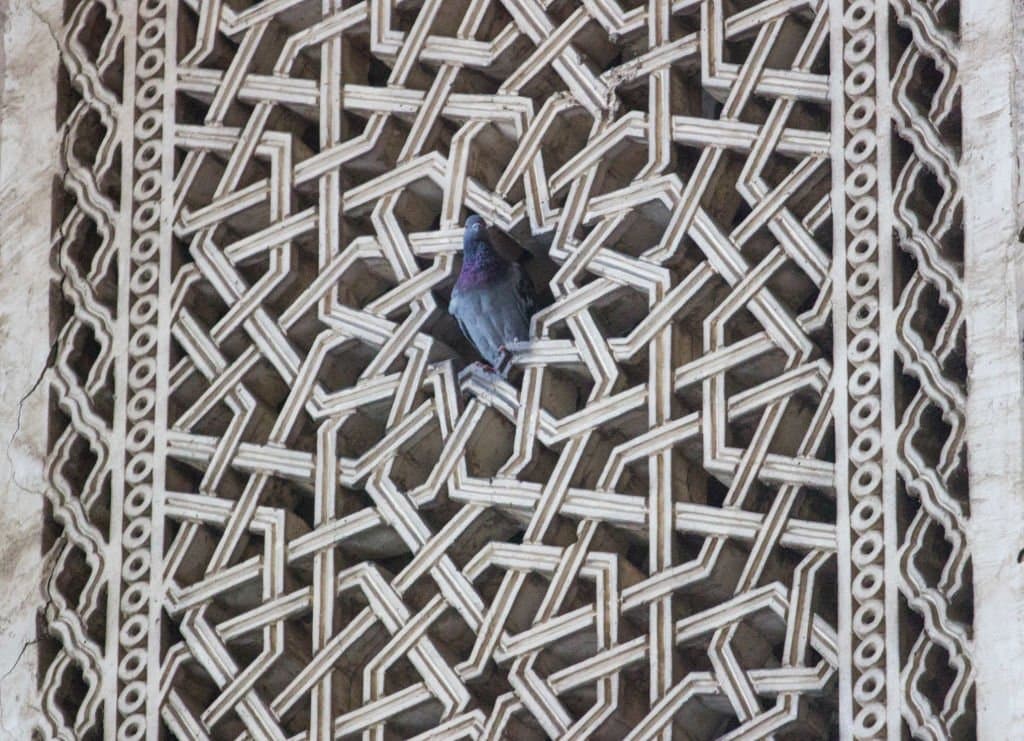 pigeon bird standing on Arabesque Window at the Al-Rifa'i Mosque, Old Cairo islamic geometric pattern saeidshakouri.com saeid shakouri